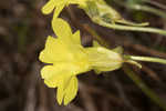 Yellow butterwort